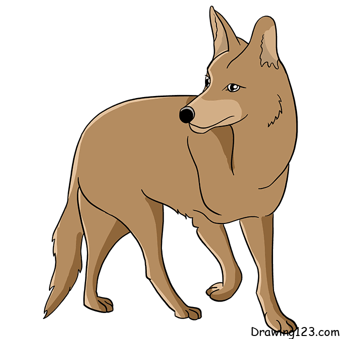 Cartoon Wolf Drawing - How To Draw A Cartoon Wolf Step By Step