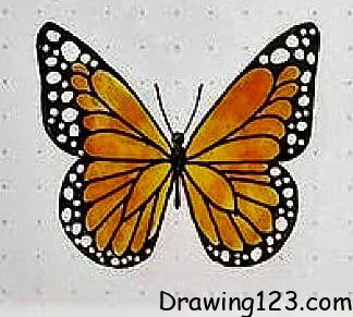 Butterfly Drawing Idea 16