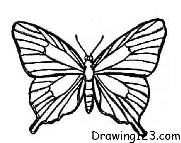 Butterfly Drawing Idea 22