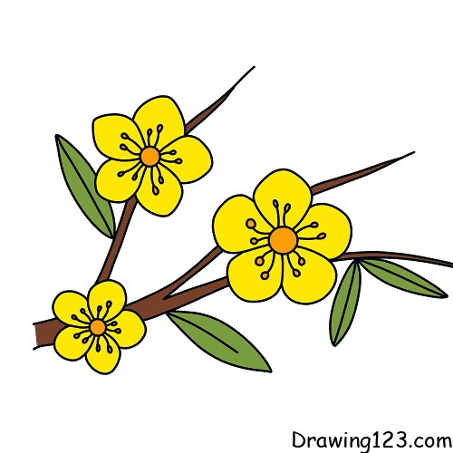 apricot-flowers-drawing-step-10