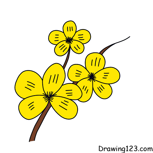 apricot-flowers-drawing-step-4-1