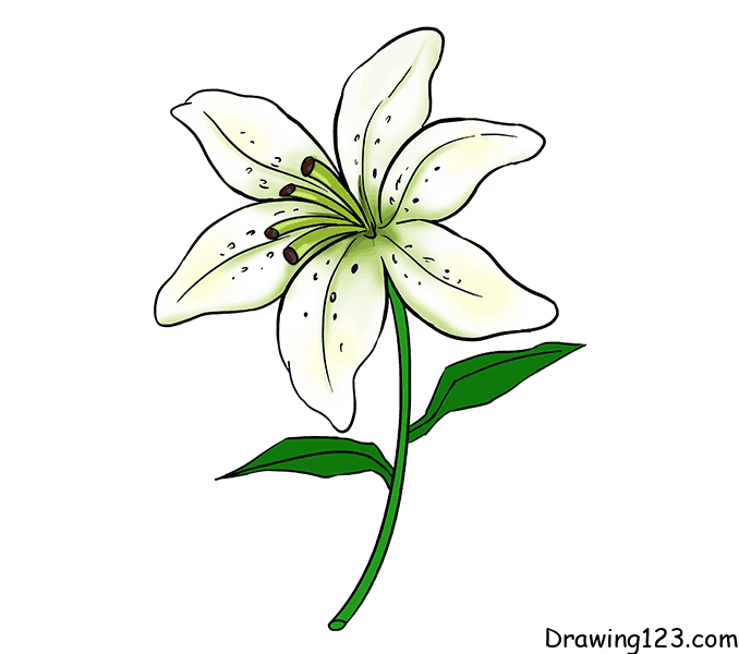 lily-drawing-step-11