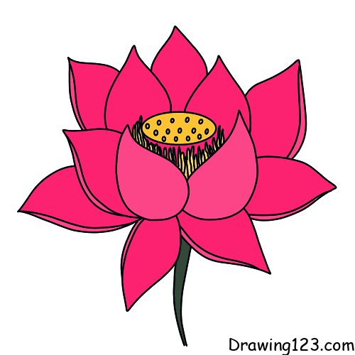 lotus-flower-drawing-step-4