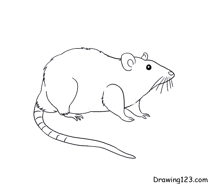 mouse-drawing-step-10
