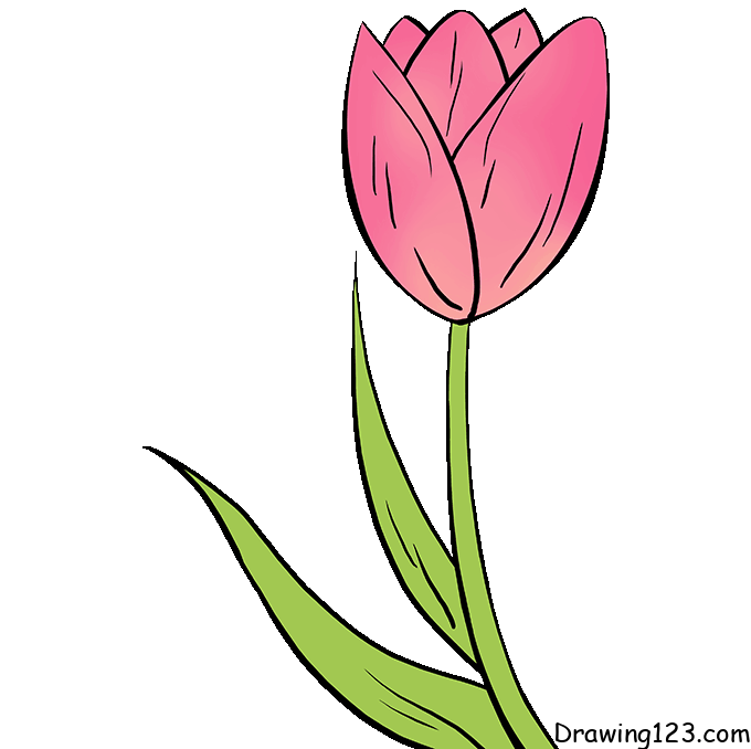 tulip-drawing-step-4