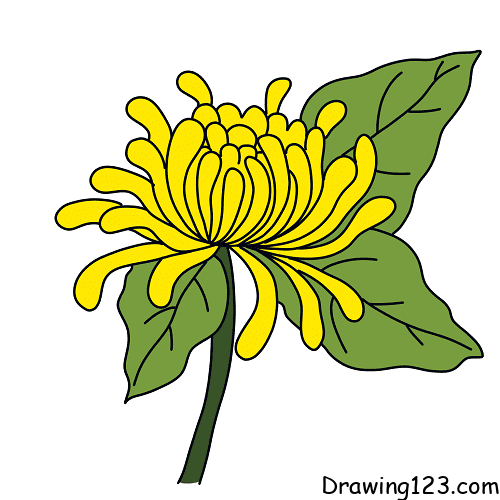 Chrysanthemum-drawing-step-4-1