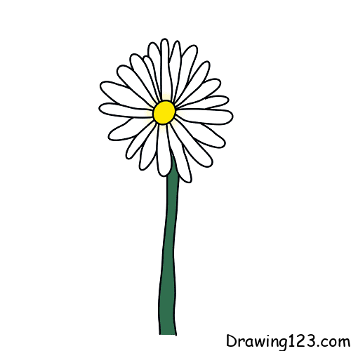 Chrysanthemum-drawing-step-4