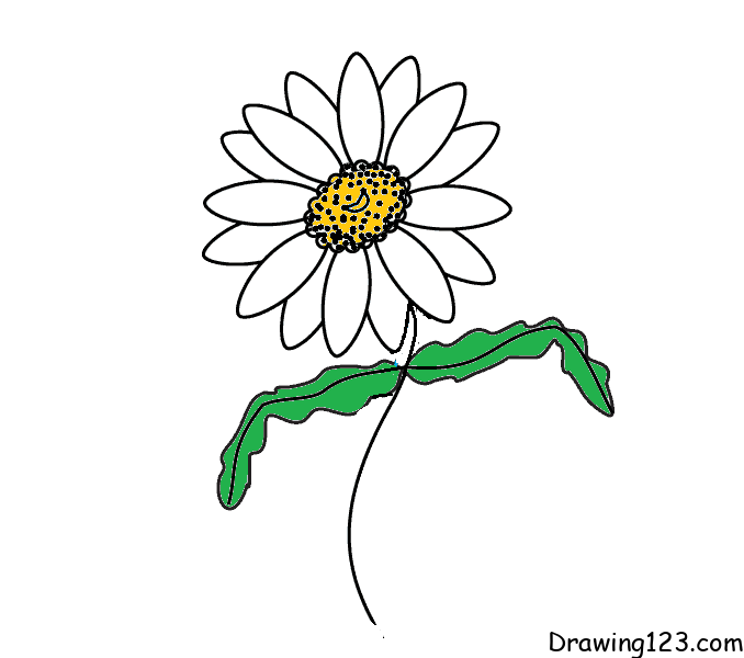 Chrysanthemum-drawing-step-7