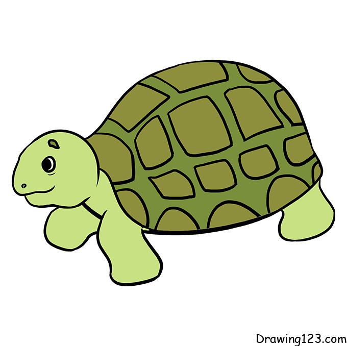 turtle-drawing-step-7