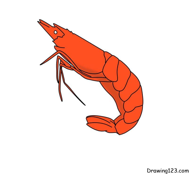 drawing-shrimp-step6-3