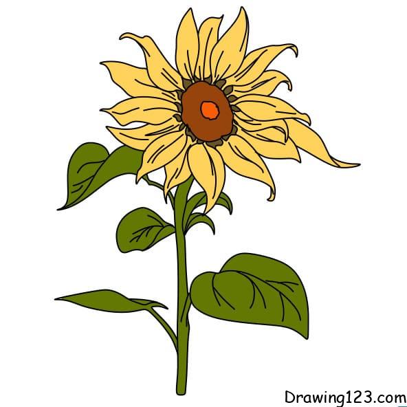drawing-sunflower-step6-1