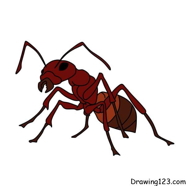 Drawing-an-ants-Step-10-2