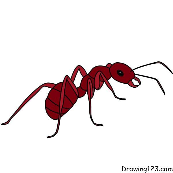 Drawing-an-ants-Step-10-4