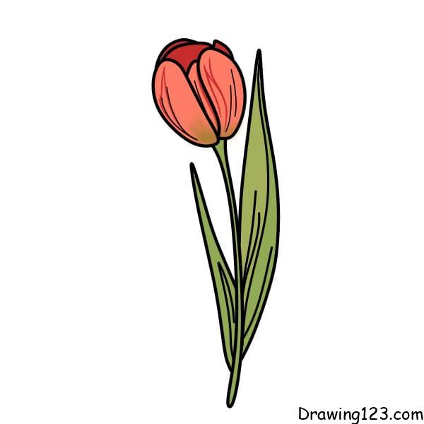 Drawing-Tulips-step-5-5
