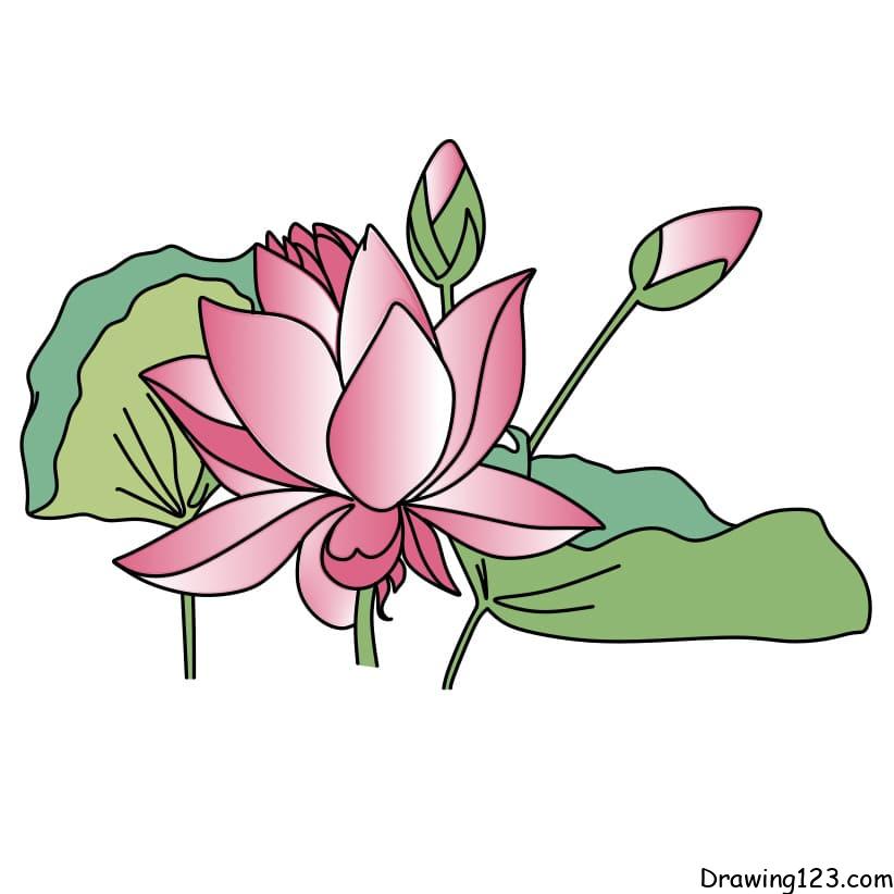 drawing-lotus-flower-step-8-1