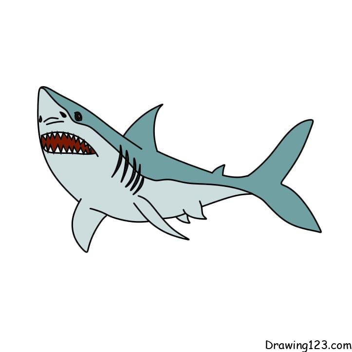 how-to-draw-shark-step-9 イラスト