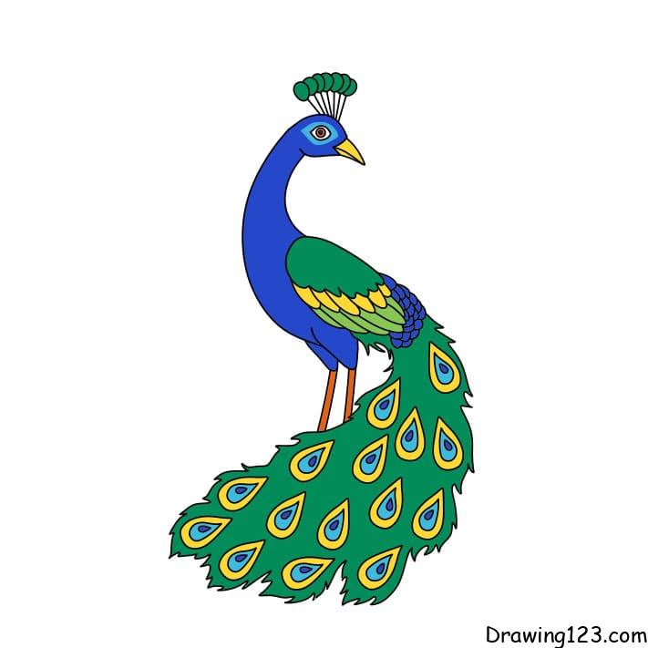 how-to-draw-a-peacock-step-10-11