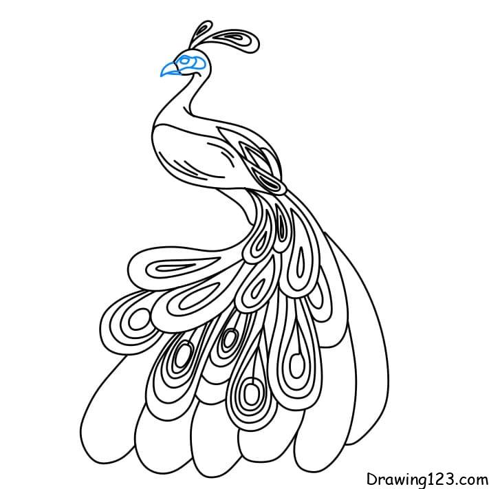 Peacock - Drawing - Draw A Beautiful Peacock - Free Transparent PNG Clipart  Images Download