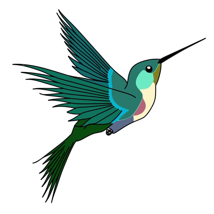 How-to-Draw-a-Hummingbird-Step-8-1