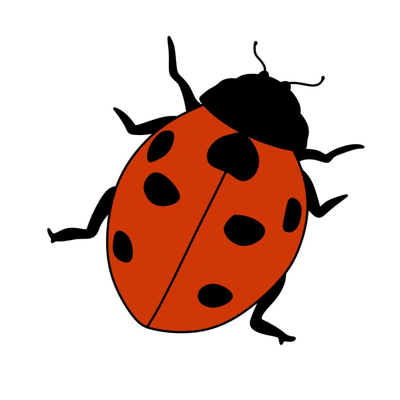 How-to-Draw-a-Ladybug-Step-6-5