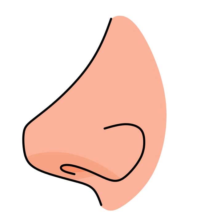 How-to-draw-a-nose-Step-3-3